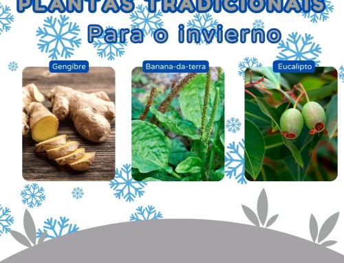 Plantas tradicionais para o invierno